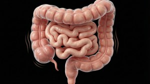 Peristalsis 3D Render
