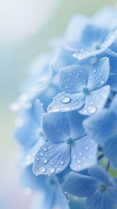 Periwinkle Hydrangea Dew