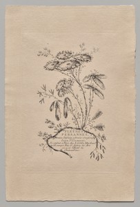 Persian Flowers