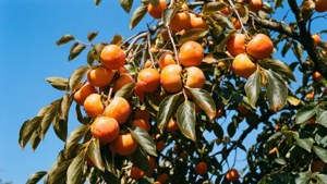 Persimmon Branch Blue Sky