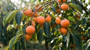 Persimmon Tree Branch