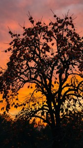 Persimmon Tree Sunset