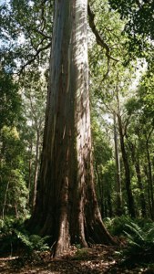 Perth Hills Jarrah Forest