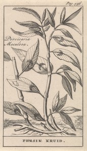 Perzikkruid