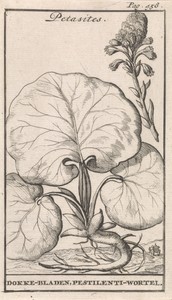Petasites