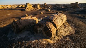 Petrified Forest Ruins