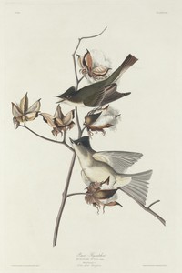 Pewit Flycatcher