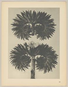 Phacelia tanacetifolia