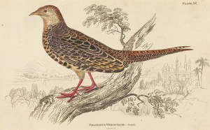 Phasianus Versicolor - Female