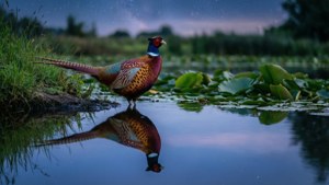 Pheasant at Twilight