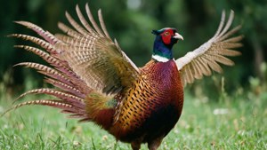 Pheasant Courtship Display