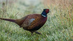 Pheasant in Grass