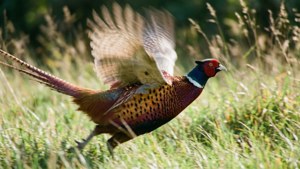 Pheasant in Motion