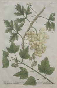 Phytanthoza iconographia:  No. 1017