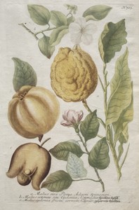 Phytanthoza iconographia:  No. 703