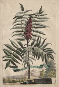Phytographia Curiosa:  Sumach Arbor