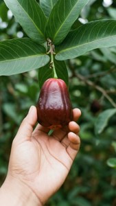 Picking Nance