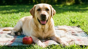 Picnic Paws