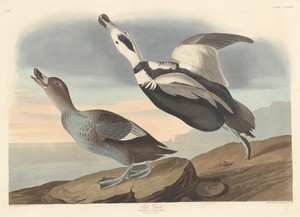 Pied Duck