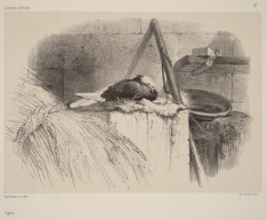 Pigeon