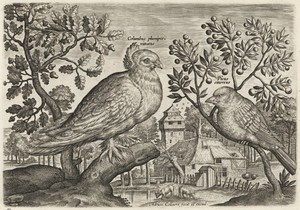 Pigeon and Finch