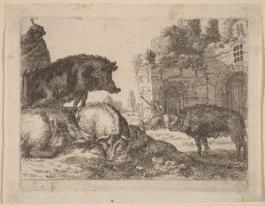 Pigs