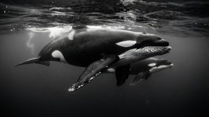 Pilot Whale Shadows