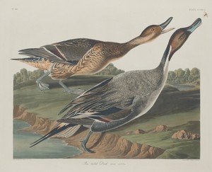 Pin-Tailed Duck