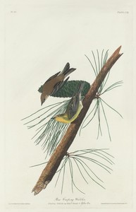 Pine Creeping Warbler
