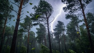 Pine Forest Storm