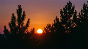 Pine Tree Sunset Half Sun