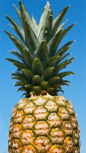 Pineapple Under Blue Sky