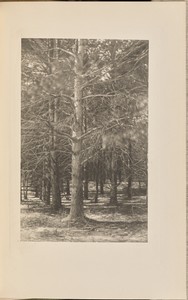 Pines Set Out by Thoreau on His Beanfield
