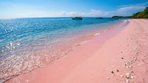 Pink Beach Paradise