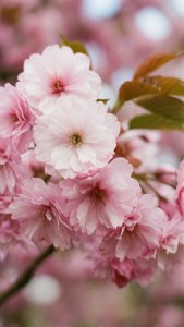 Pink Brush Cherry Blossoms