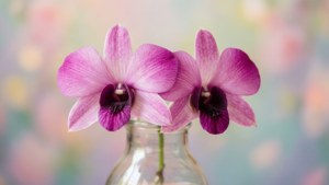 Pink Dendrobium Romance