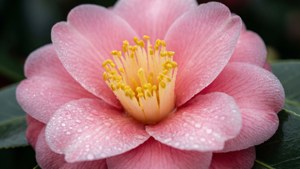 Pink Dewdrop Camellia
