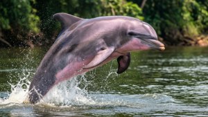 Pink Dolphin Jump