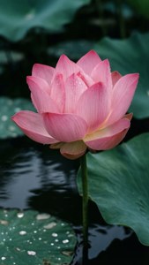 Pink Lotus Serenity