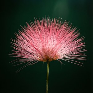 Pink Mimosa Elegance