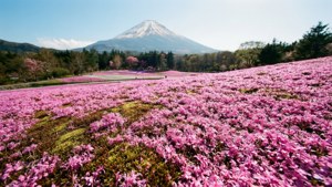 Pink Moss Fuji View