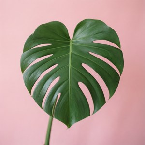 Pink Pastel Monstera