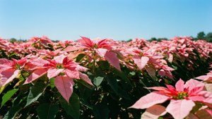 Pink Poinsettia Meadow