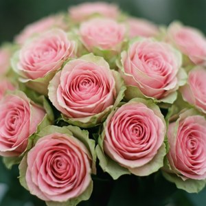 Pink Rose Cluster