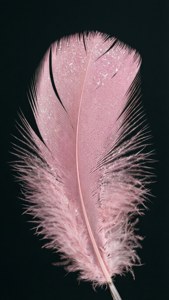 Pink Sparkle Feather