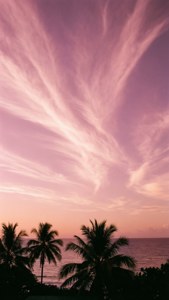 Pink Sunset Palm Trees