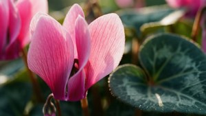 Pink Veil Cyclamen