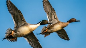Pintails in Flight