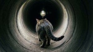 Pipe Crawl