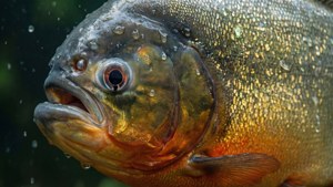 Piranha Detail